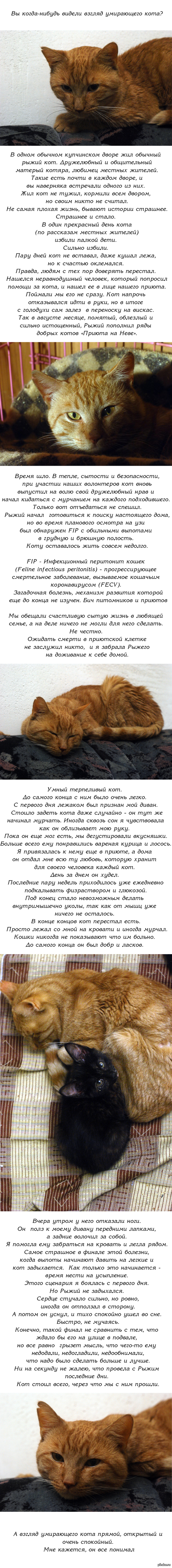 Где взять ссылку на кракен